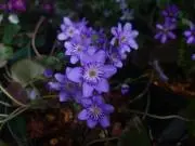 みねかえでの画像