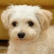 coco-chan