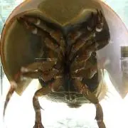551