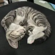 大福の画像