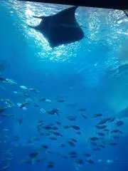 SUNの画像