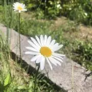 ごまだいふくの画像