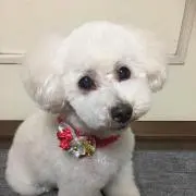 のんのん