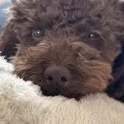 柴犬の画像