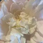 まこりぃの画像
