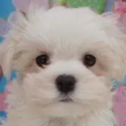 マルチーズ
