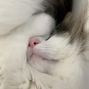 miの画像