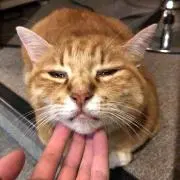 ちゃー