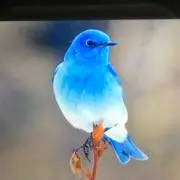 ブルーバードの画像