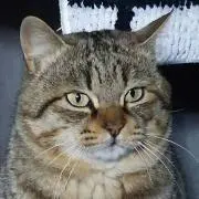 キジトラの画像