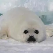 もんの画像