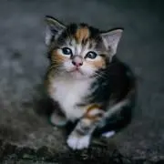 りんご