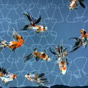kochaの画像