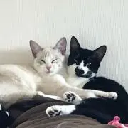 mocchai