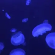 ysの画像