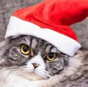 ゆき猫【送料無料】【即購入OK】の画像