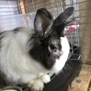 うさぎ丸の画像