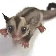 aisureo　POPOの画像