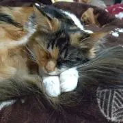 ぶーチャン