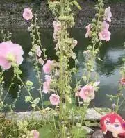 購入いただく際挨拶不要の画像
