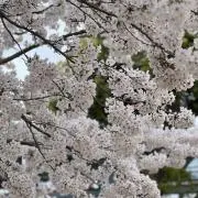 yukiの画像