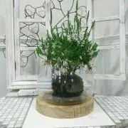 健やかスマイルの画像