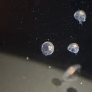 まめ