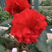 おがさやまの画像