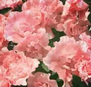 【断捨離中】たぬの画像