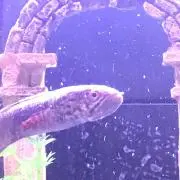 おにぎり丸の画像