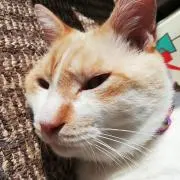クリーミー