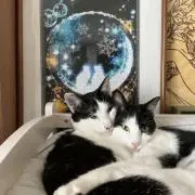 ライムの画像