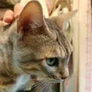 いちこの画像