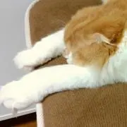 beezの画像