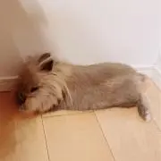 mikit