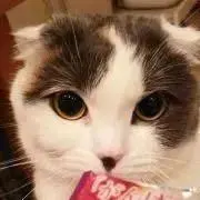 トム・クルーズ