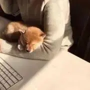 チロの画像