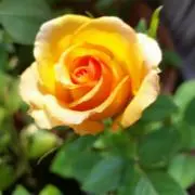 ハナ