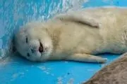 なっちゅの画像