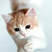とらっち－