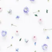 liliの画像