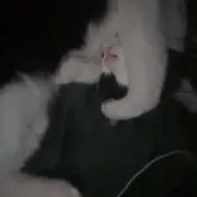 超shitの画像