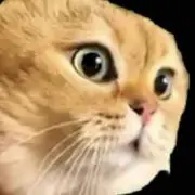 ニャー助の画像