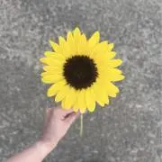 nanaの画像