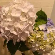 バニラの画像