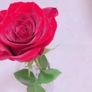 yu_chanの画像