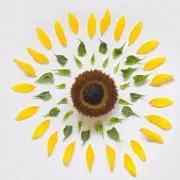girasole