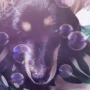miu