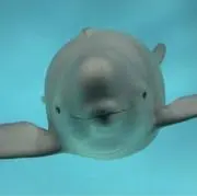 sazanamiの画像
