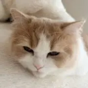 きゆの画像